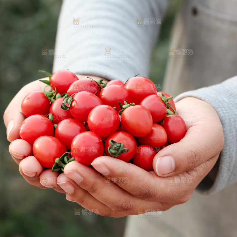 玲珑小番茄