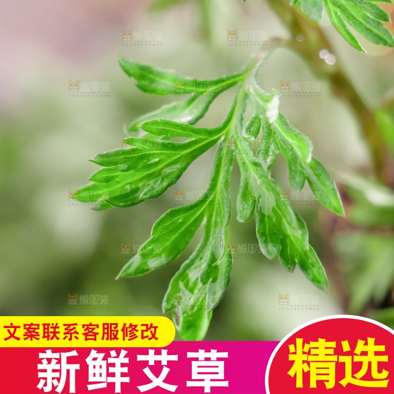 艾草