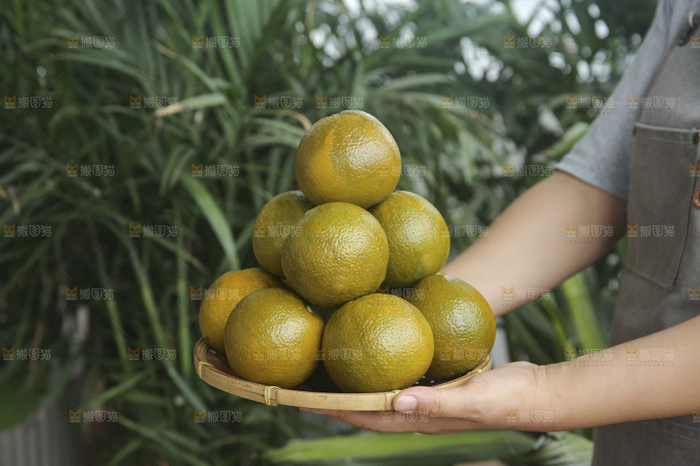 巧克力橙