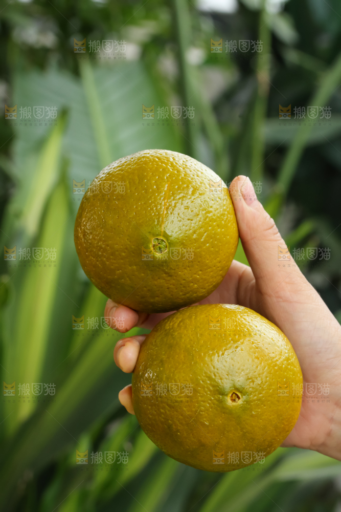 巧克力橙