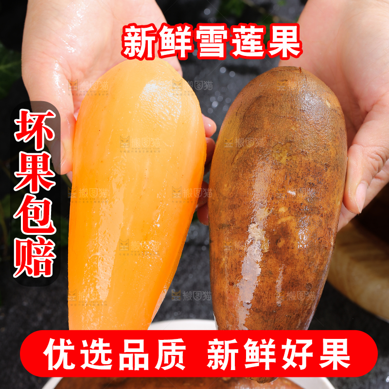 雪莲果