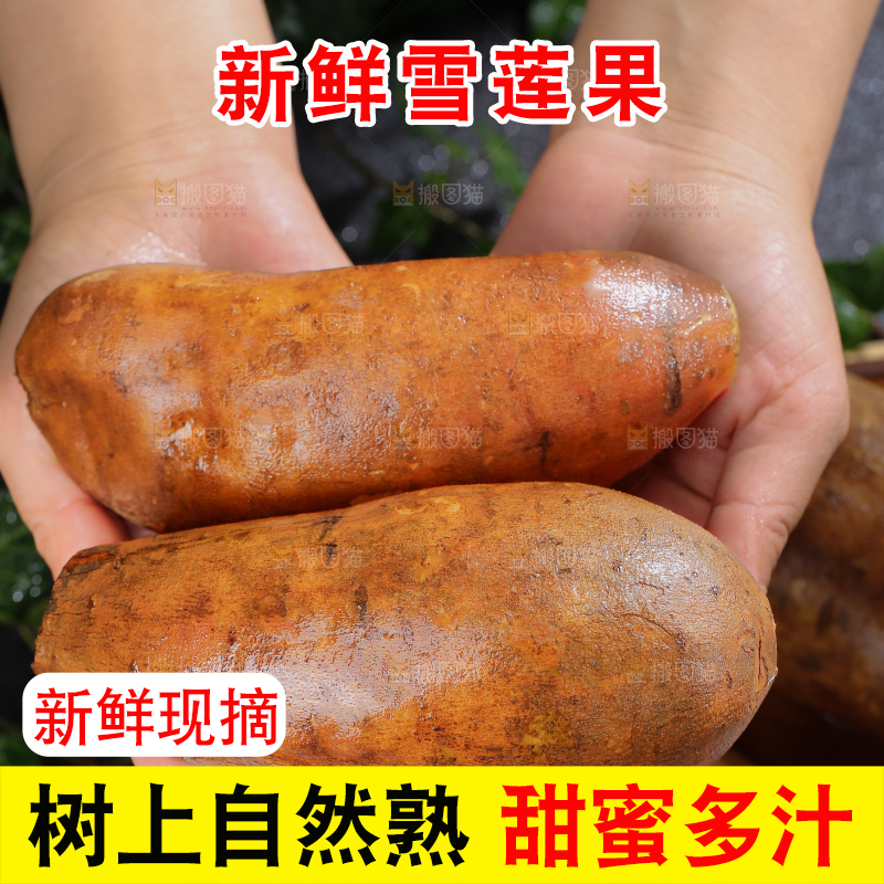 雪莲果