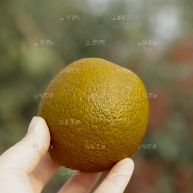 巧克力橙