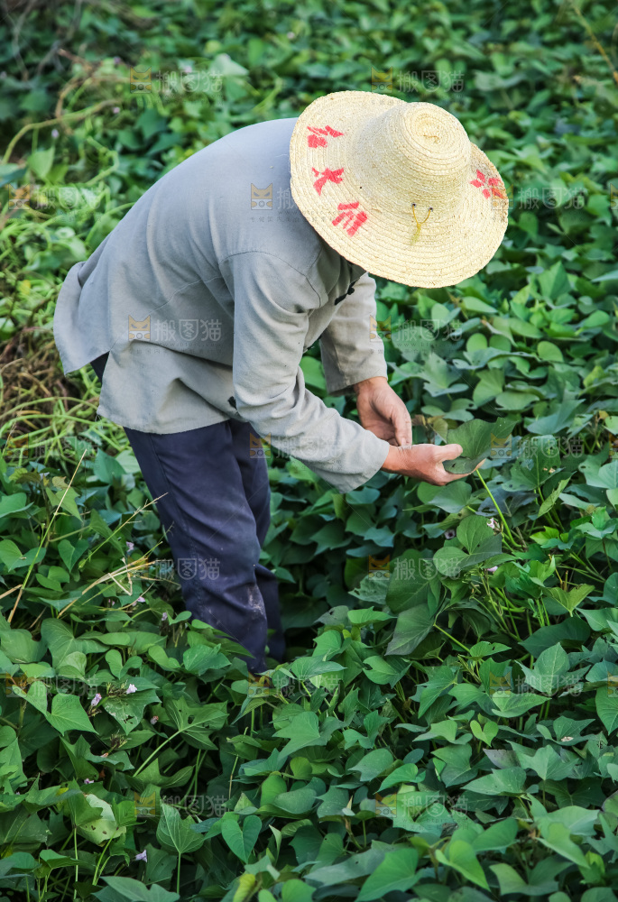 红薯地