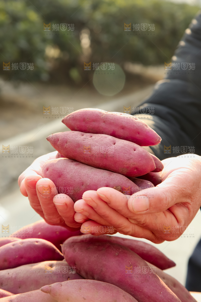 小香薯