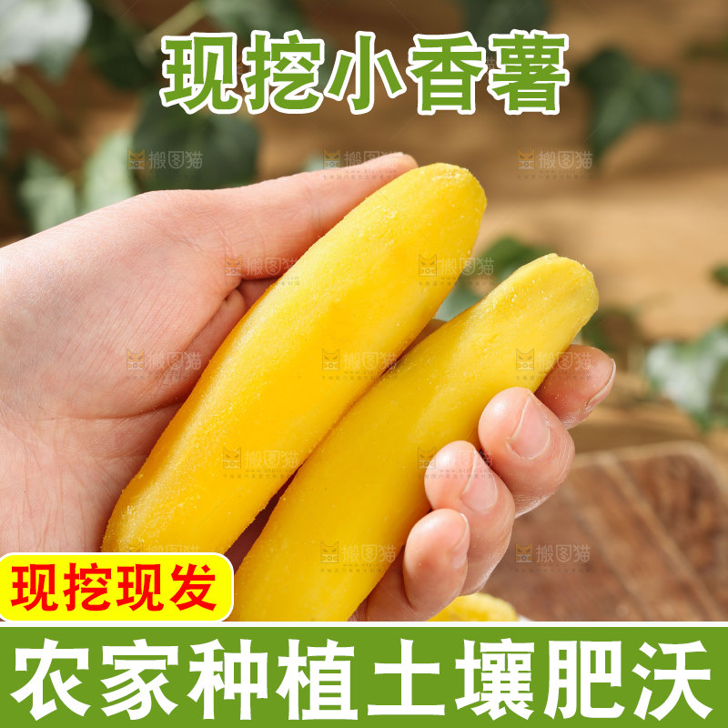 小香薯