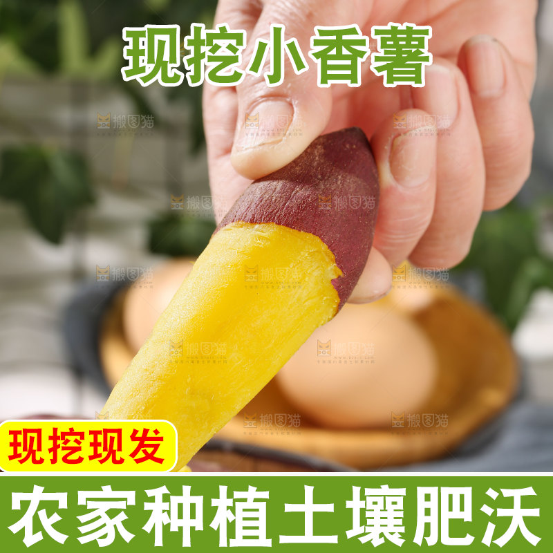 小香薯