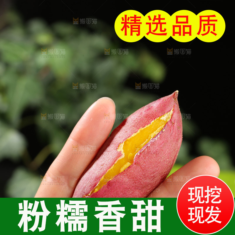小香薯