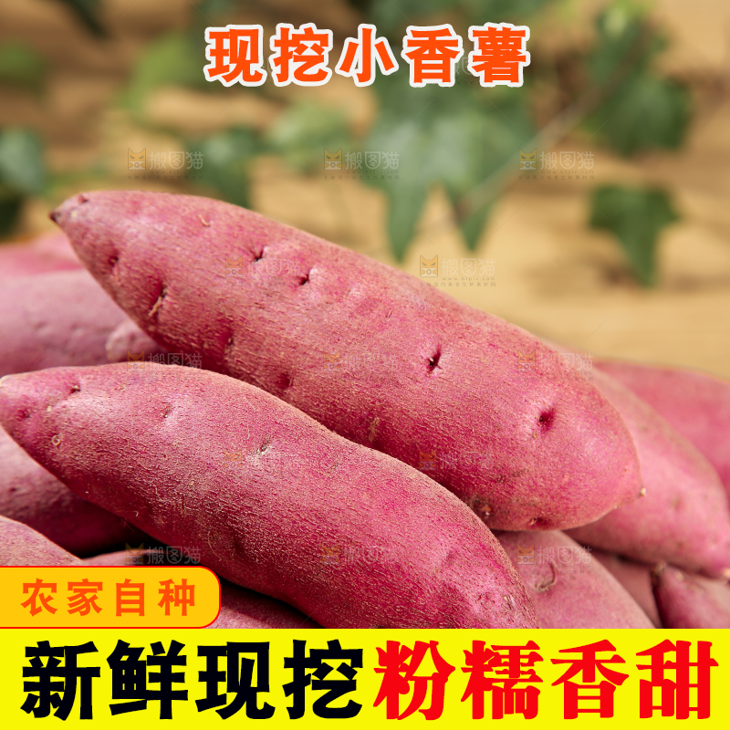 小香薯