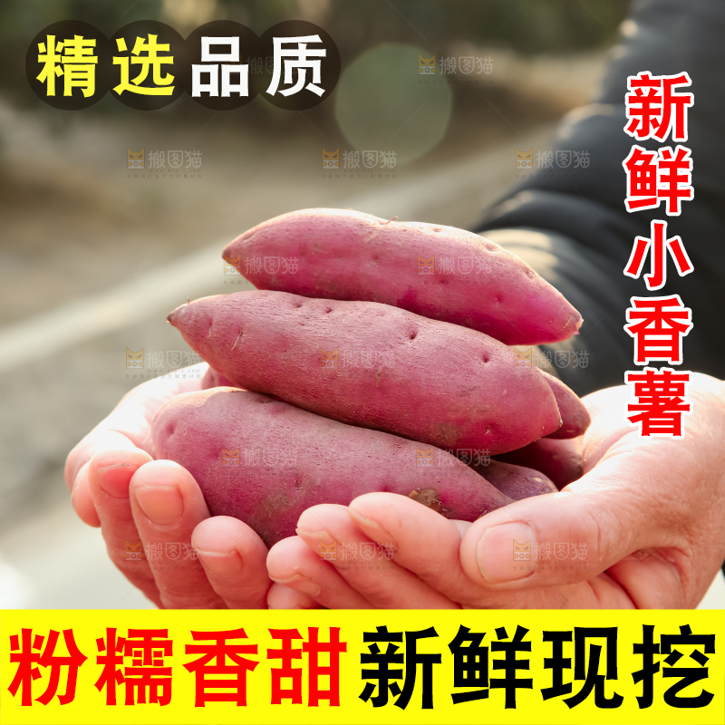 小香薯