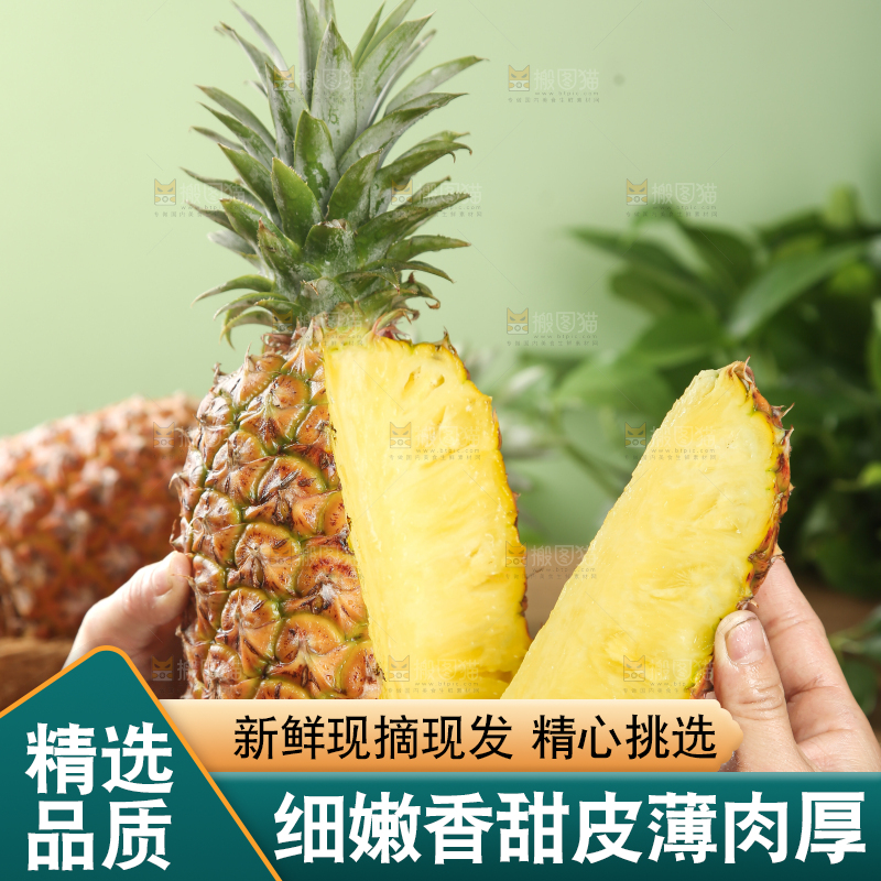 金钻凤梨