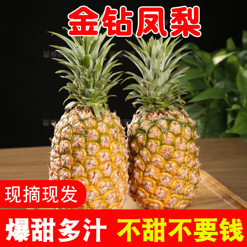 金钻凤梨