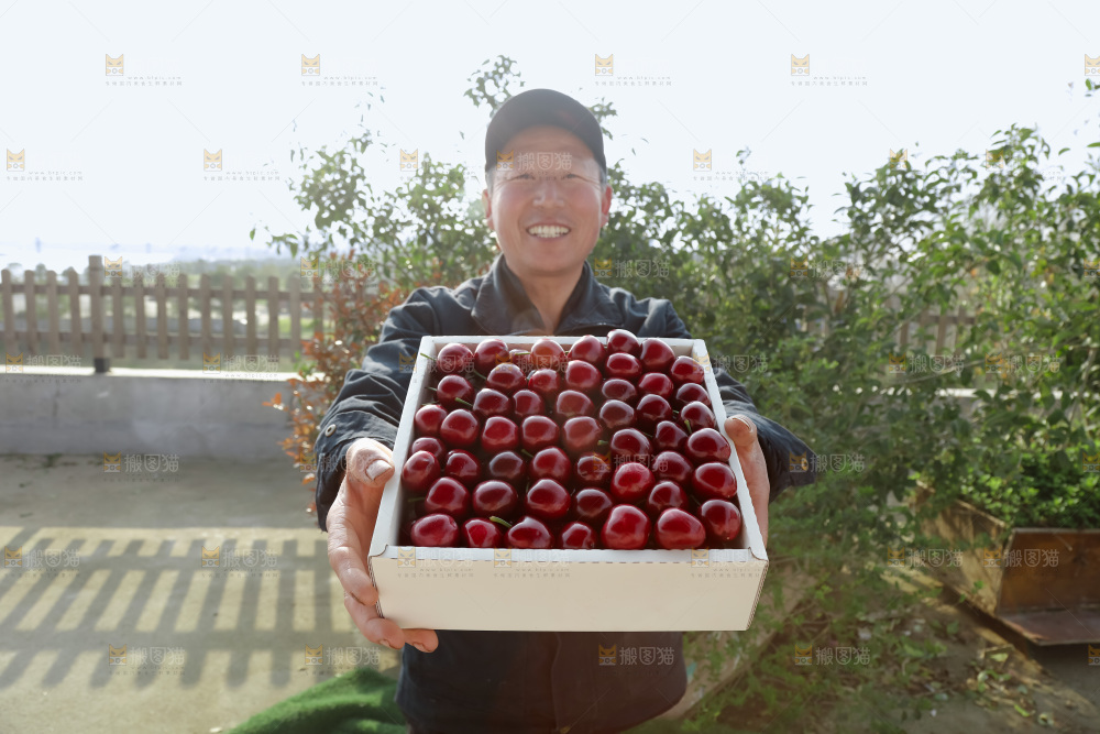 山东大樱桃