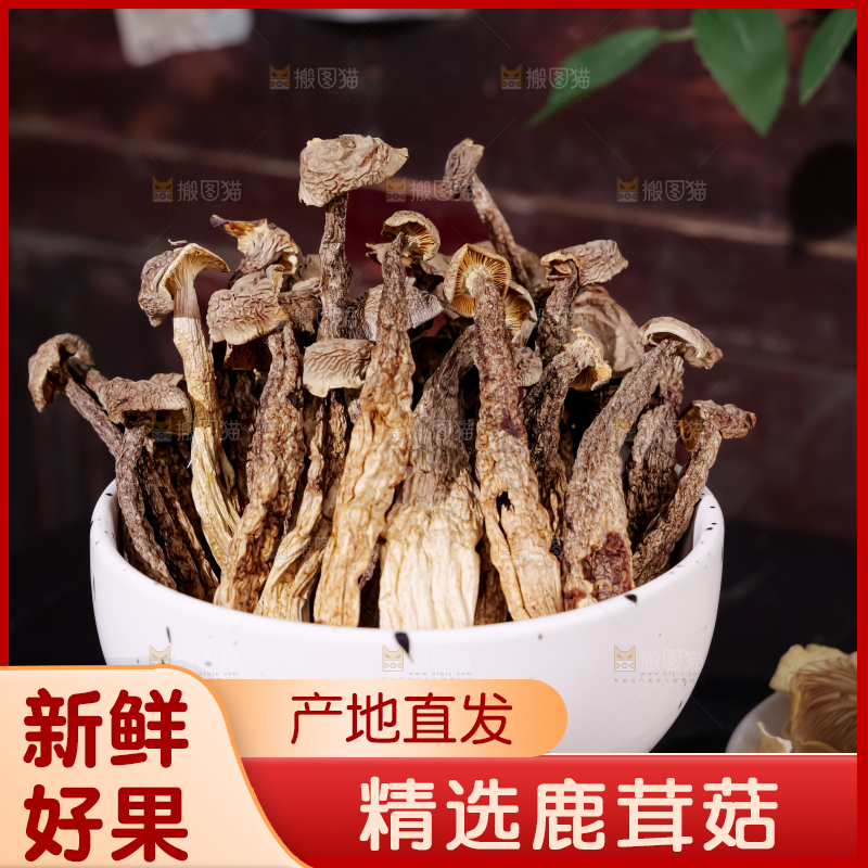 鹿茸菇