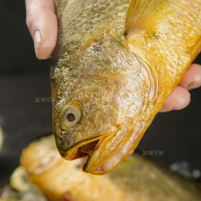黄花鱼