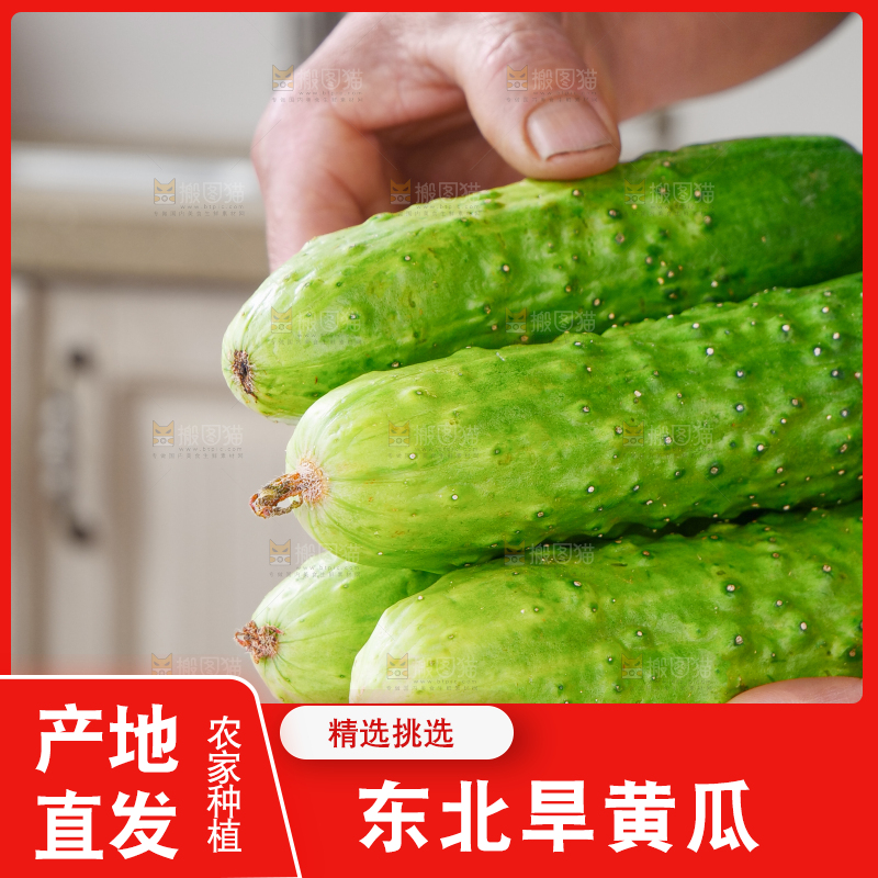 旱黄瓜