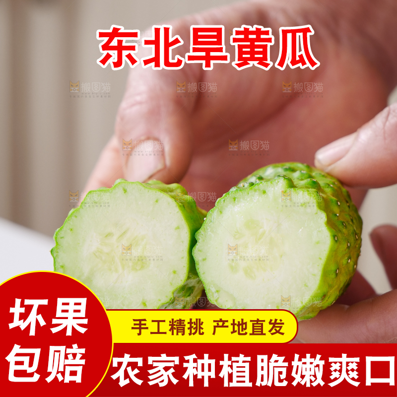 旱黄瓜