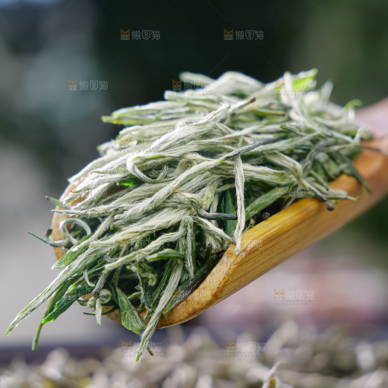 毛尖茶