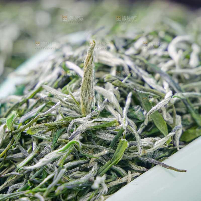 毛尖茶