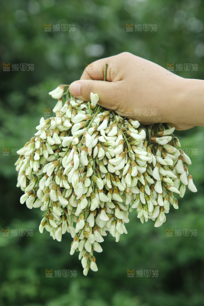 槐花