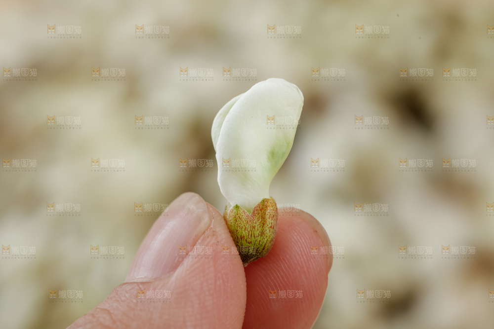 槐花