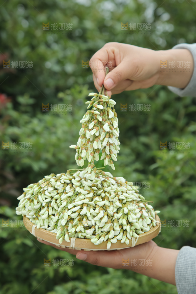 槐花