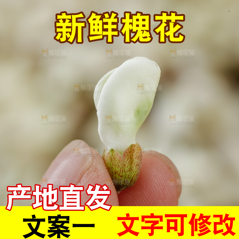 槐花