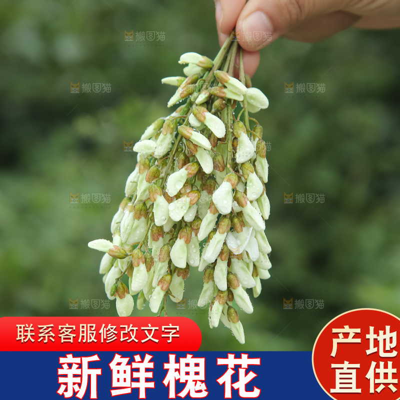 槐花
