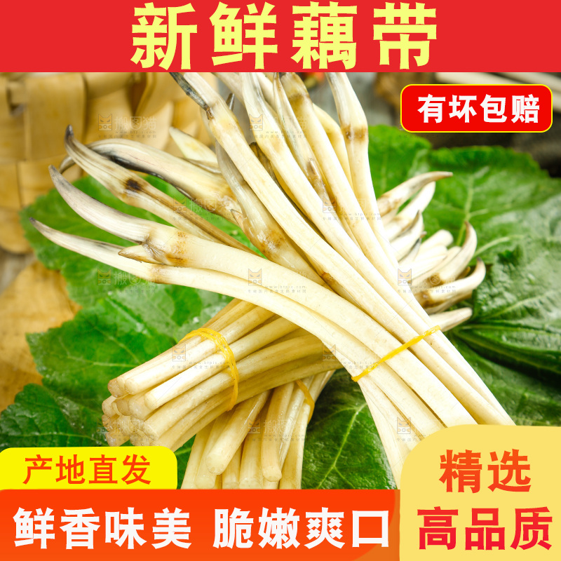 藕带