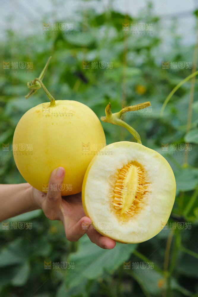 小蜜蜂甜瓜