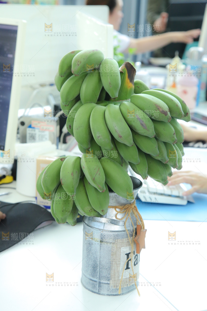 水培香蕉