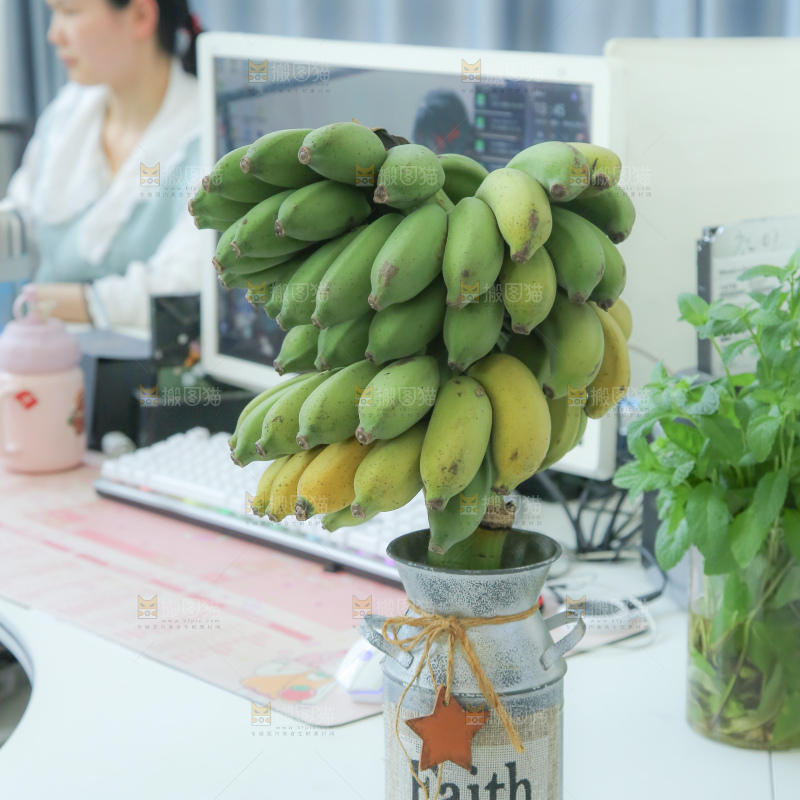 水培香蕉