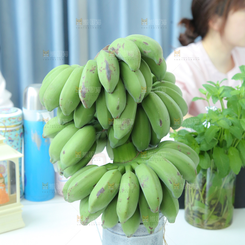 水培香蕉