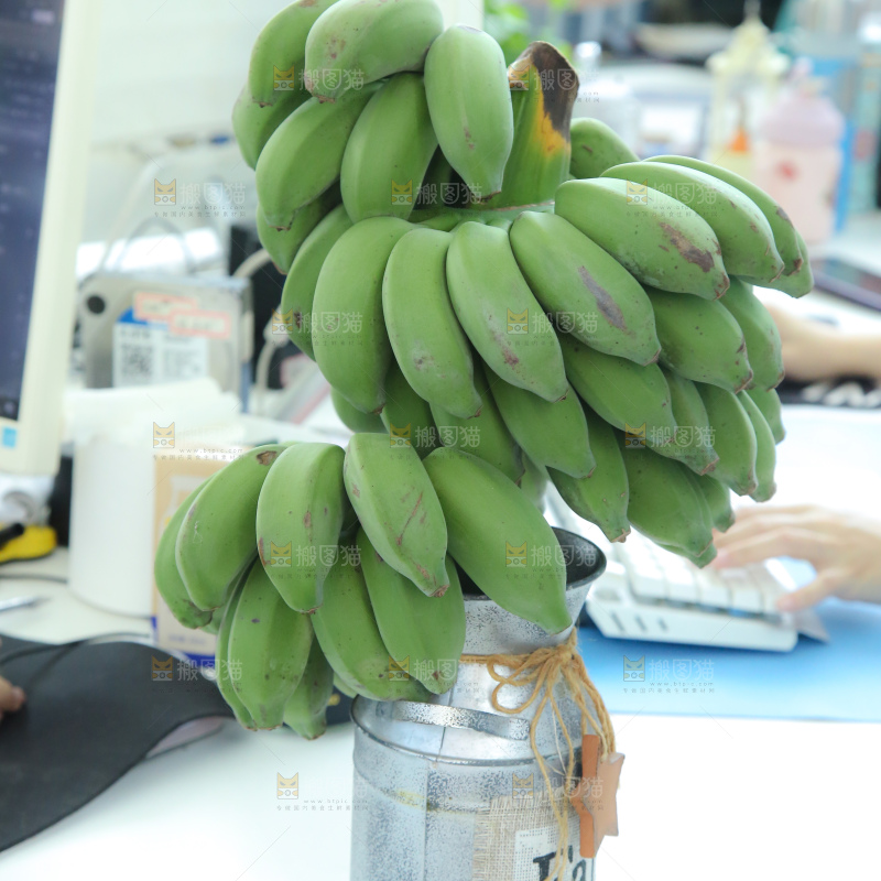 水培香蕉