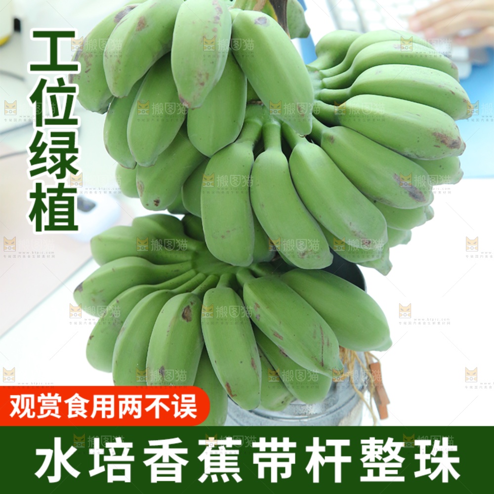水培香蕉主图