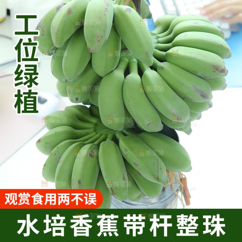 水培香蕉主图