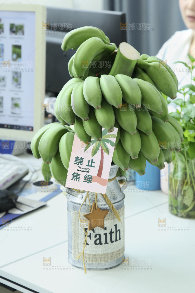 水培香蕉