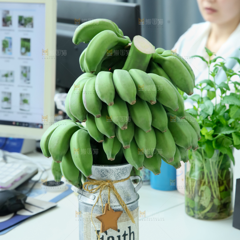 水培香蕉