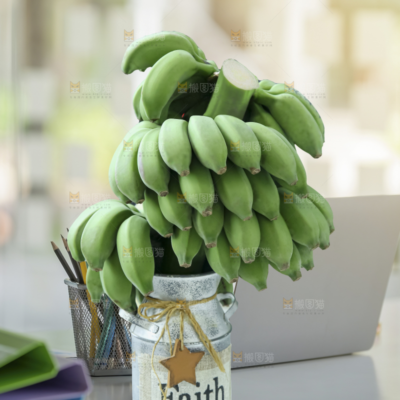 水培香蕉