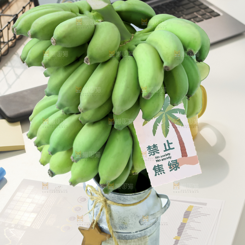 水培香蕉