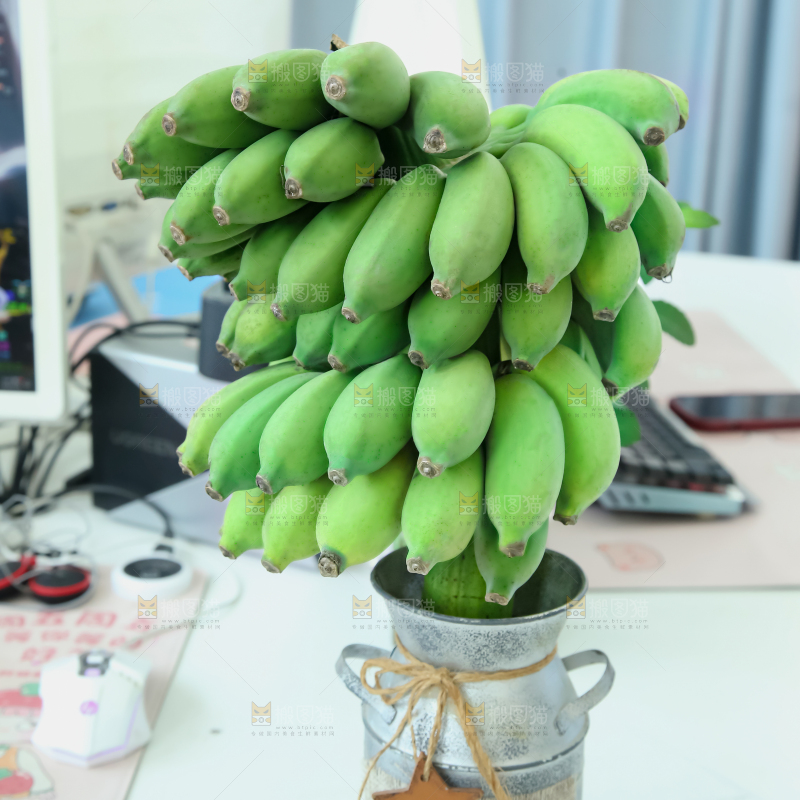 水培香蕉
