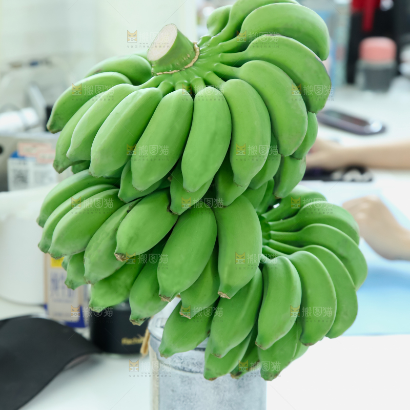 水培香蕉