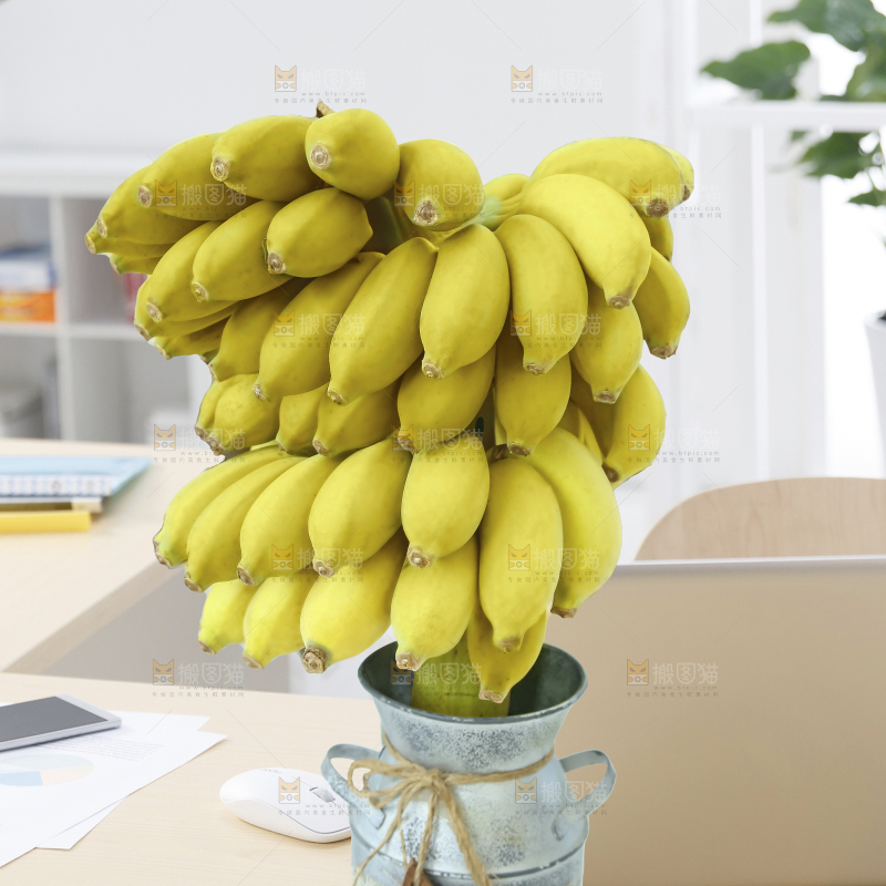 水培香蕉