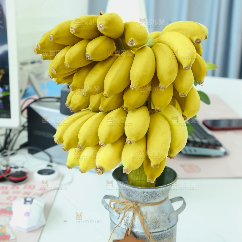 水培香蕉