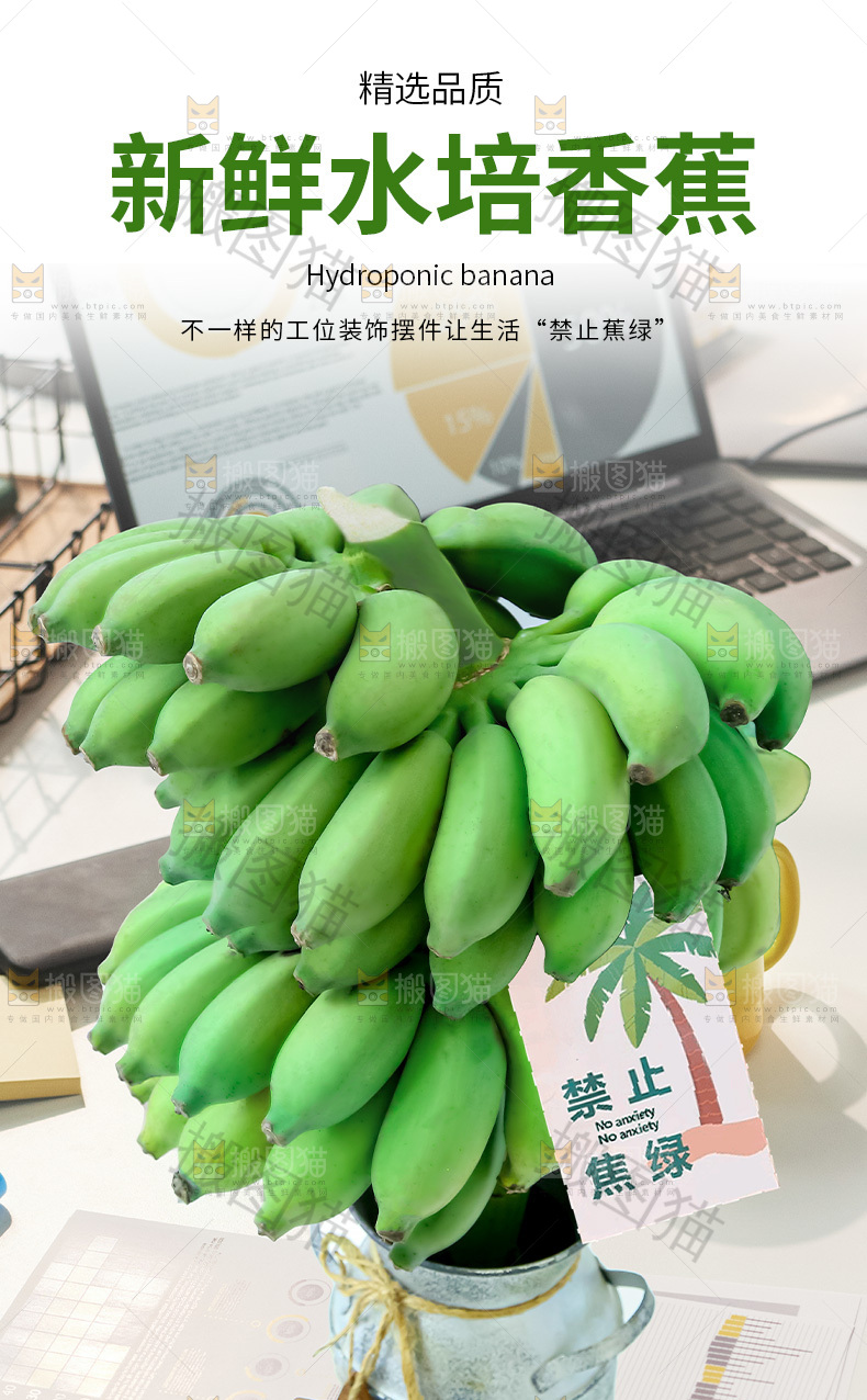 水培香蕉详情页