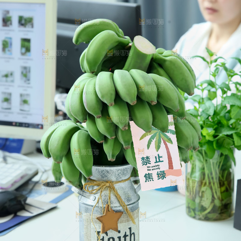 水培香蕉