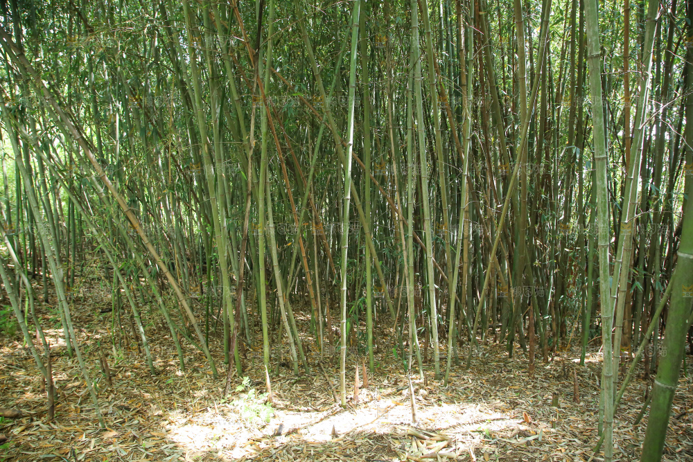 竹林