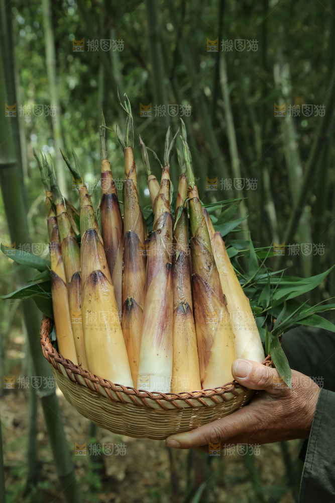 苦笋