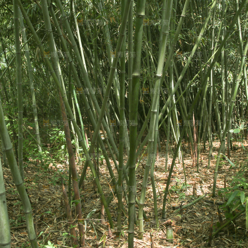 竹林