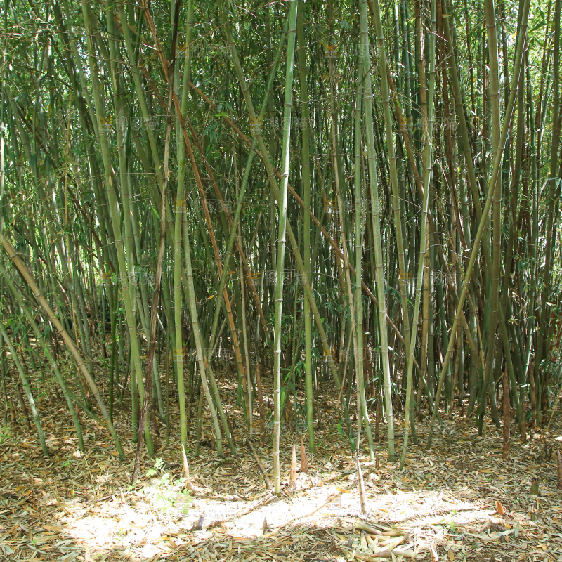 竹林